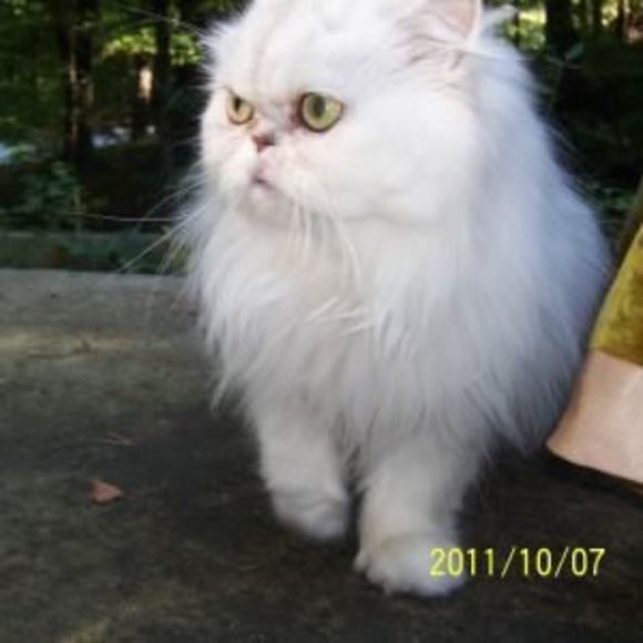 priscillacat74